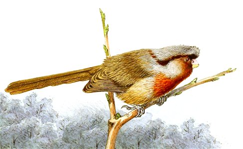 Sinosuthora przewalskii & Poecile hypermelaenus & Pardaliparus venustulus & Poecile davidi 1891 (cropped)