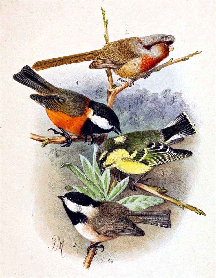 Sinosuthora przewalskii & Poecile hypermelaenus & Pardaliparus venustulus & Poecile davidi 1891