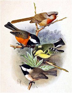 Sinosuthora przewalskii & Poecile hypermelaenus & Pardaliparus venustulus & Poecile davidi 1891