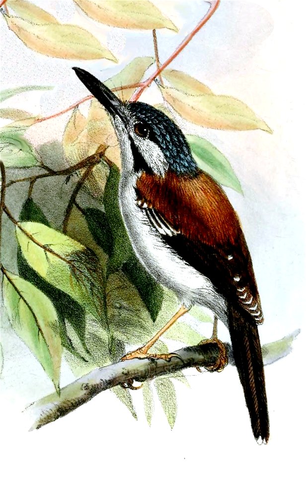 Sipodotus wallacii wallacii Wolf