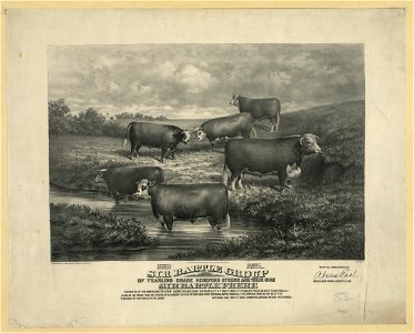 Sir Bartle group of yearling grade hereford steers and their sire LCCN2003674266