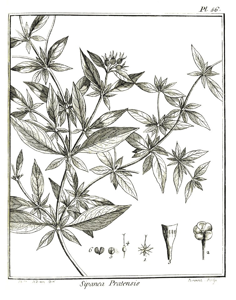 Sipanea pratensis Aublet 1775 pl 56