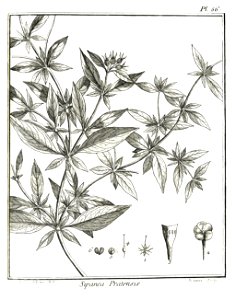Sipanea pratensis Aublet 1775 pl 56