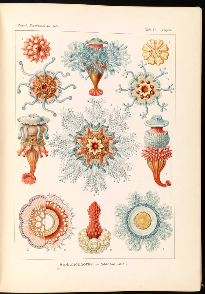 Siphonophorae. - Staatsquallen LCCN2015648904