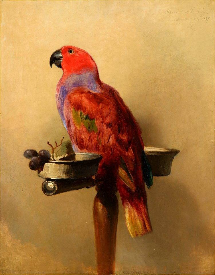 Sir Edwin Landseer (1803-73) - The Lory - RCIN 403049 - Royal Collection