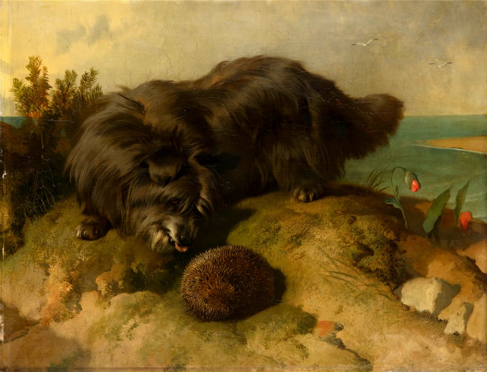 Sir Edwin Landseer (1803-73) - Dandie Dinmont - RCIN 403060 - Royal Collection