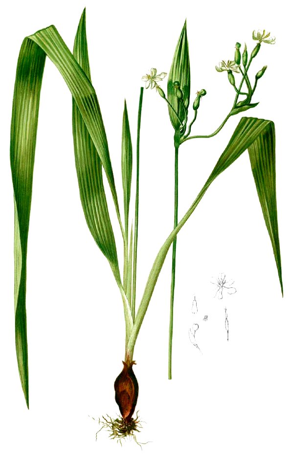 Sisyrinchium palmifolium Blanco1.100-cropped
