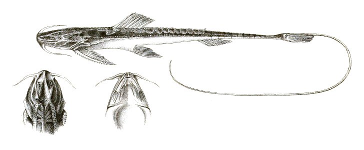 Sisor rhabdophorus Mintern 115