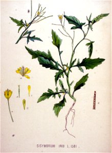 Sisymbrium irio — Flora Batava — Volume v20