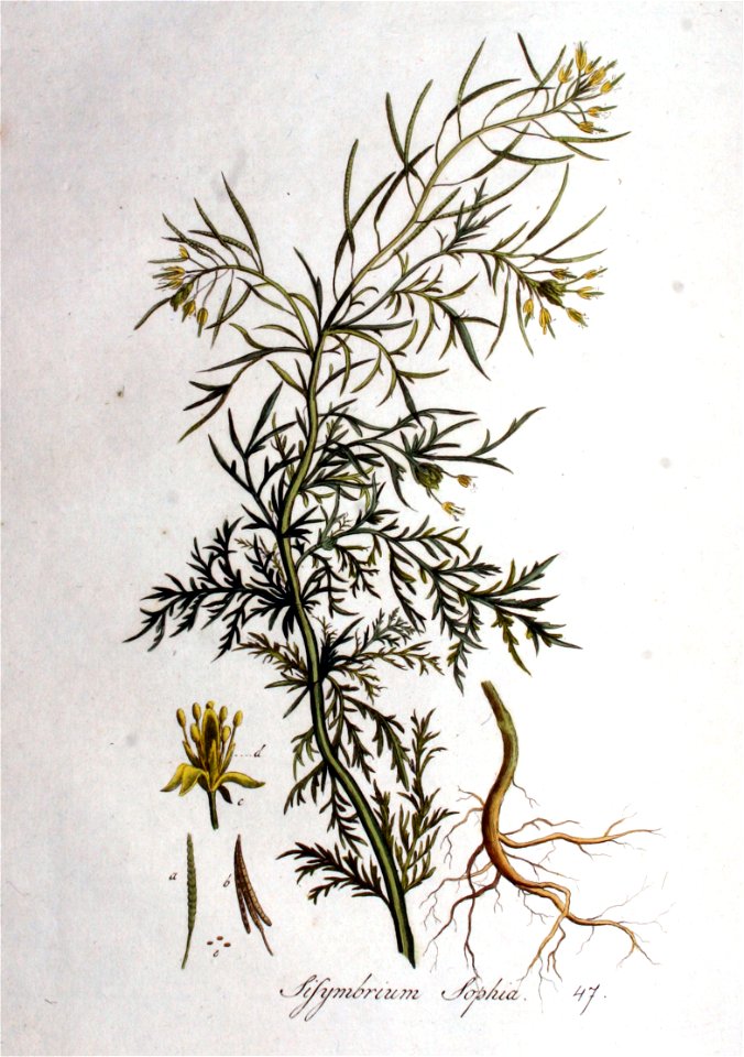 Sisymbrium sophia — Flora Batava — Volume v1