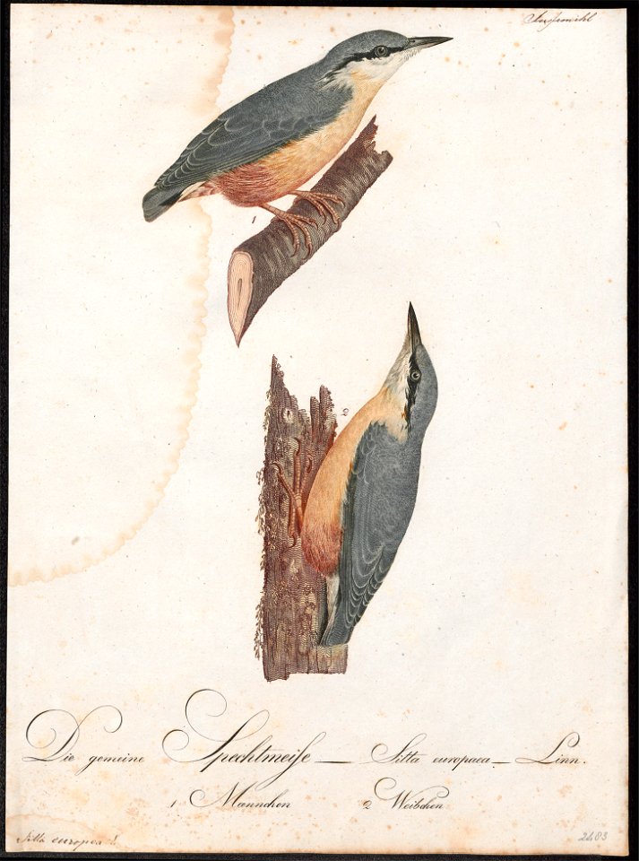 Sitta europaea - 1800-1812 - Print - Iconographia Zoologica - Special Collections University of Amsterdam - UBA01 IZ19200305