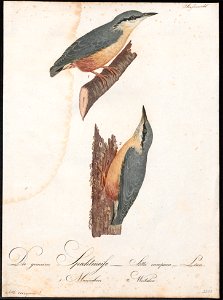 Sitta europaea - 1800-1812 - Print - Iconographia Zoologica - Special Collections University of Amsterdam - UBA01 IZ19200305