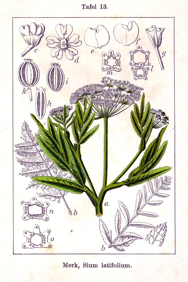 Sium latifolium Sturm13