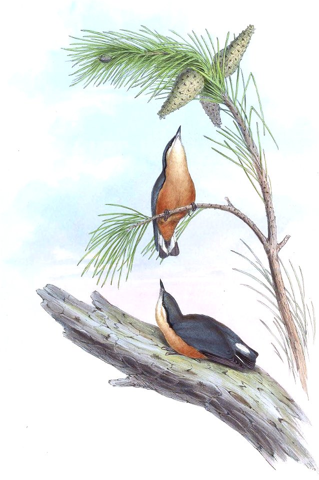 SittaHimalayensisGould