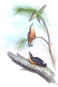 SittaHimalayensisGould