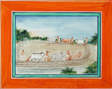 Six ox-ploughs at work in one field (6125139574)