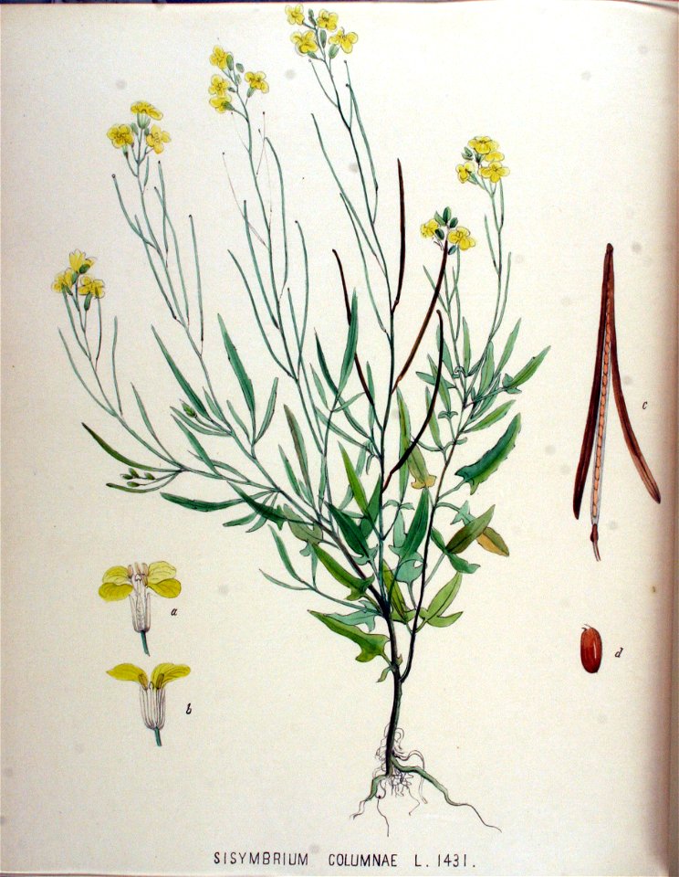 Sisymbrium columnae — Flora Batava — Volume v18