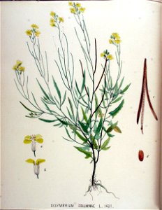 Sisymbrium columnae — Flora Batava — Volume v18. Free illustration for personal and commercial use.