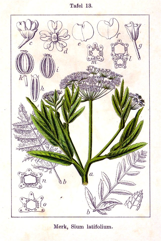 Sium latifolium, grote watereppe, Deutschlands Flora