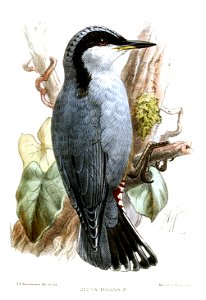 SittaMagnaKeulemans