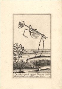 Skelet van een vogel. Free illustration for personal and commercial use.