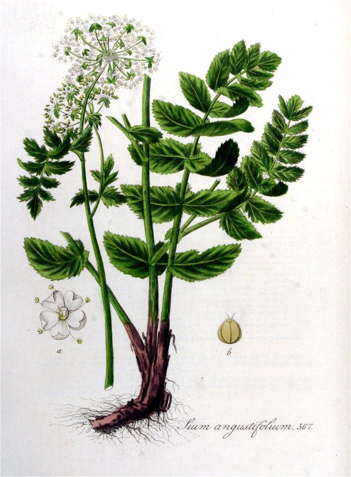 Sium angustifolium — Flora Batava — Volume v8