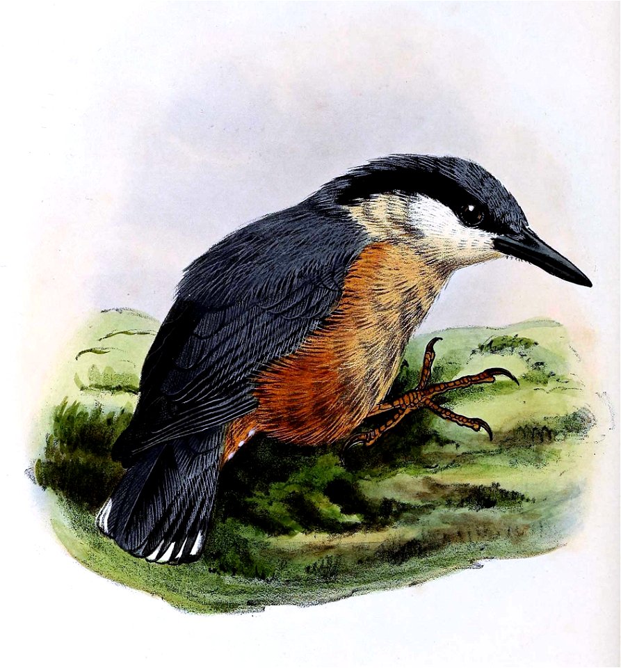 Sitta europaea caesia 1873