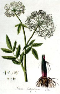 Sium latifolium, grote watereppe, Flora Batava