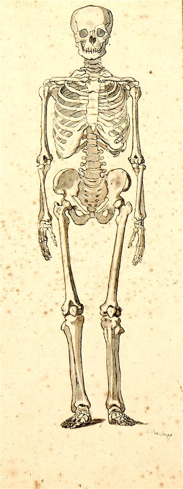 Skeleton by Theo van Doesburg Centraal Museum AB4725