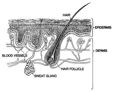Skin- epidermis and dermis