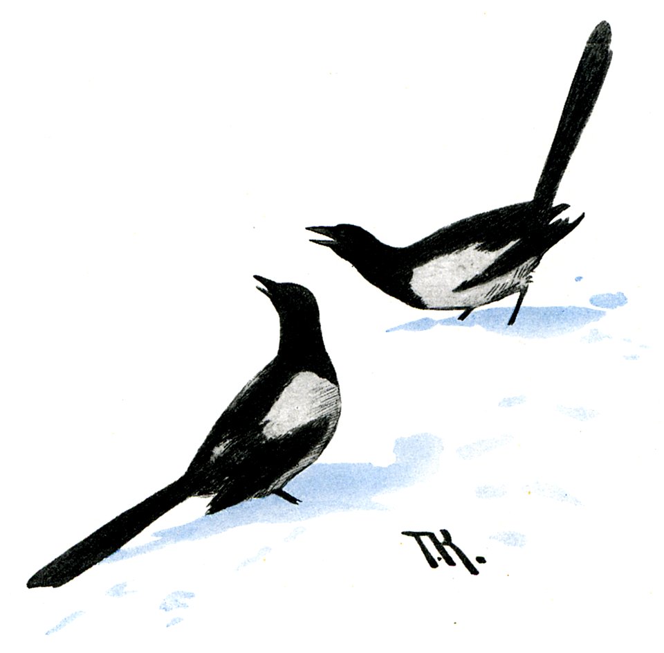 Skjaerer (skjære) - magpie