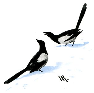 Skjaerer (skjære) - magpie