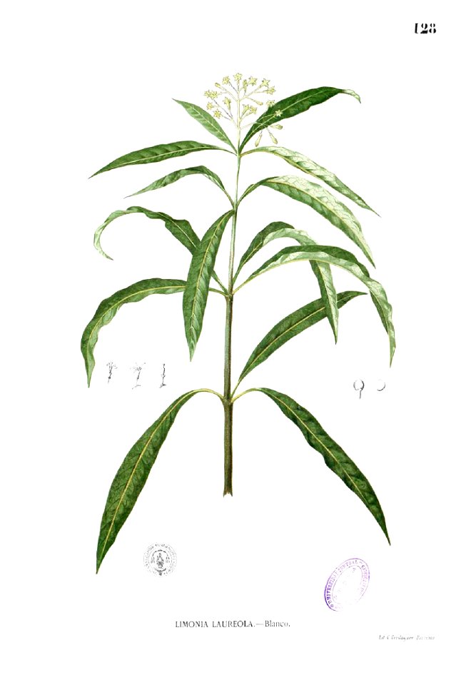 Skimmia laureola Blanco1.128