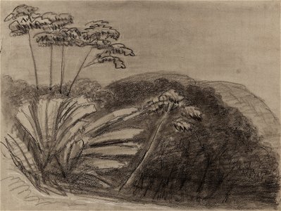 Sloth Trees - Bananas e Mangos by dusk - The Spot - 19th November 1854, da Coleção Brasiliana Iconográfica