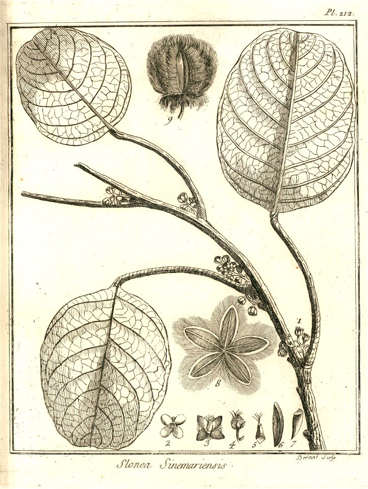 Sloanea sinemariensis Aublet 1775 pl 212