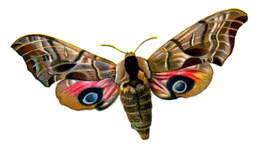 Smerinthus ocellata par Nemos