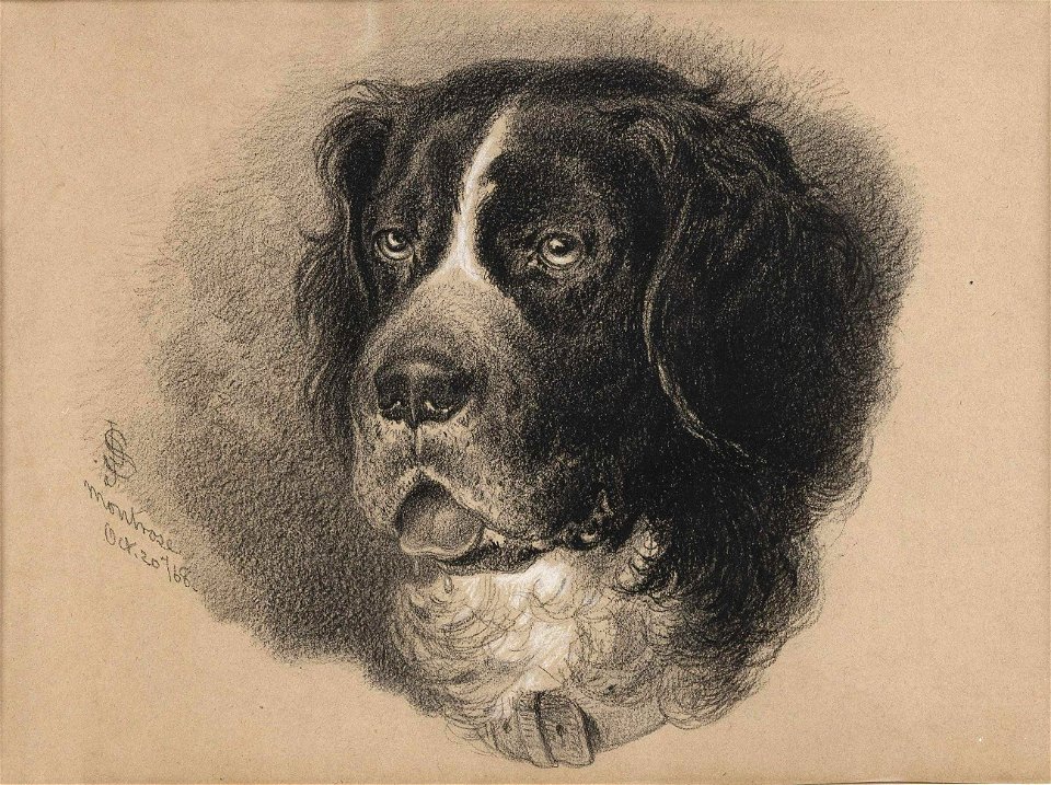 Portrait of a Dog by James David Smillie, 1868, charcoal 
