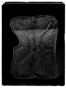 Sköld tartsche Banérs vapen - Livrustkammaren - 42821-negative