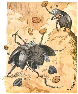 Slagsmaal mellem to skarnbasser - Brawl between two beetles - 1894