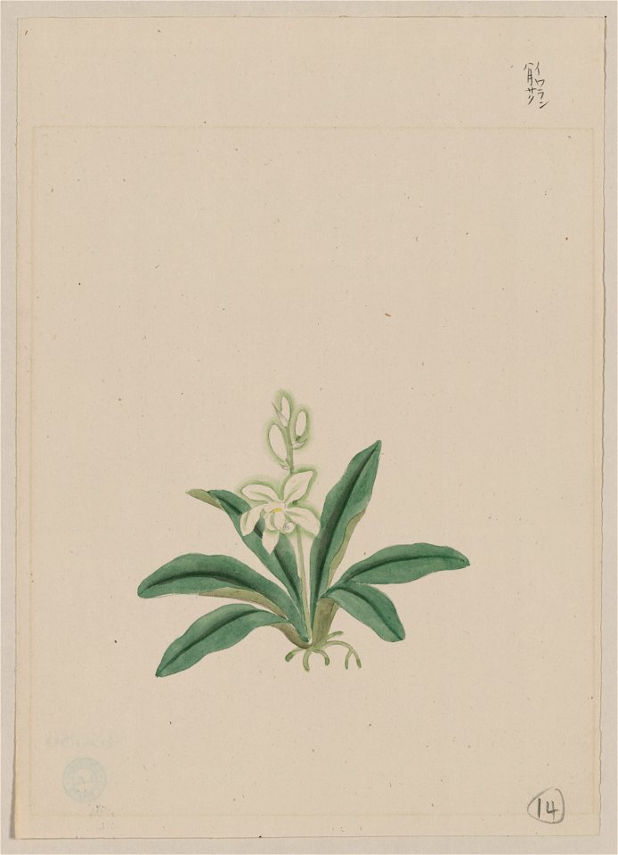 Small white flower, possibly a gin-ran, on stem with long green leaves or fronds LCCN2009630250