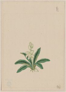 Small white flower, possibly a gin-ran, on stem with long green leaves or fronds LCCN2009630250