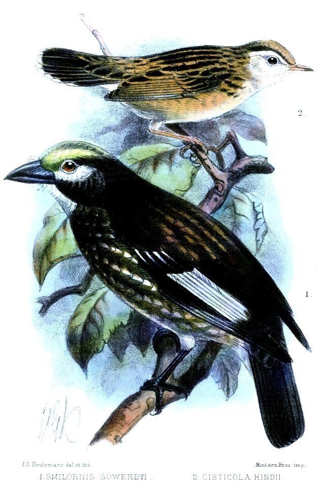 SmilorhisCisticolaKeulemans