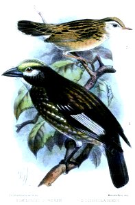 SmilorhisCisticolaKeulemans