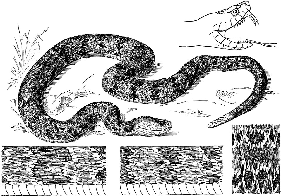 Snakes-TSF 0020