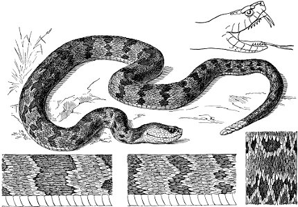 Snakes-TSF 0020