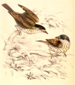 Smithornis capensis capensis 1838