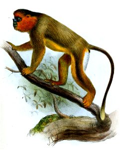 Smit.rhinopithecus.roxellanae
