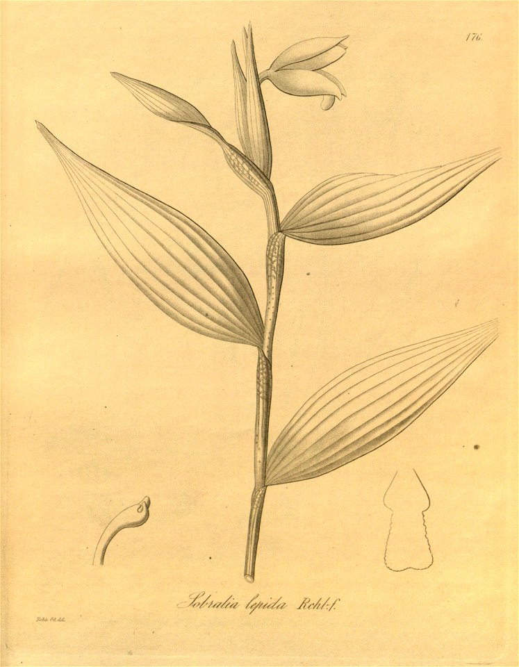 Sobralia amabilis (as Sobralia lepida) - Xenia 2 pl 176
