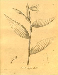 Sobralia amabilis (as Sobralia lepida) - Xenia 2 pl 176. Free illustration for personal and commercial use.