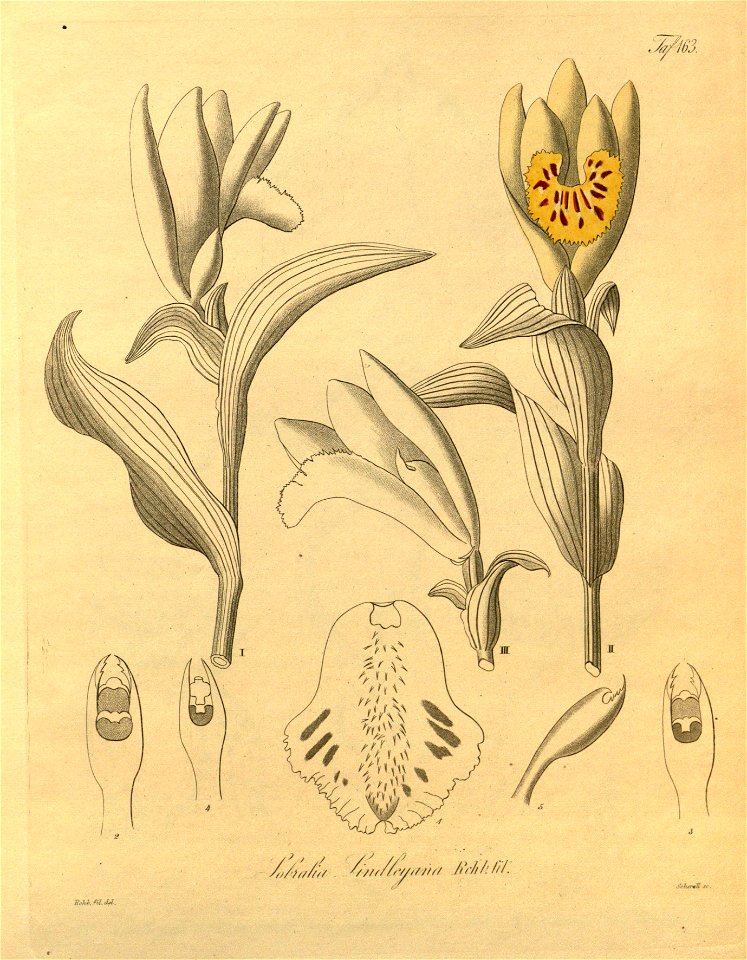 Sobralia lindleyana - Xenia 2 pl 163
